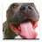 icon Audiobook: Dog Training 43.0
