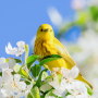 icon Canary Bird Sounds