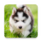 icon Cute Puppies Live Wallpaper 1.0.7