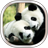 icon Panda Live Wallpaper 20.0