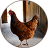 icon Chicken Sounds 1.4