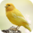 icon Canary Bird Sounds 2.0