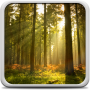icon Sunny Forest Live Wallpaper