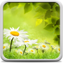 icon Spring Meadow Live Wallpaper