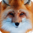 icon Fox Wallpaper 1.5