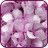 icon Romantic Hydrangea 1.1