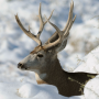 icon Deer Hunters Live Wallpaper