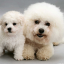 icon Bichon Frise Dogs Jigsaw Puzzles