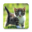 icon com.livewallpapers3d.cats 1.1.0