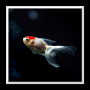icon Aquarium Live Wallpaper for karbonn Titanium Vista 4G