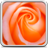 icon Macro Rose Live Wallpaper 3.0