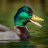 icon Duck Sounds 2.0.0