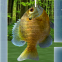 icon Fishing 3D