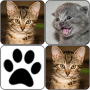 icon Cats Memory Game for Motorola Moto X4
