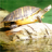 icon Turtle Jigsaw Puzzles 2.9.41