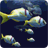icon Fish Schooling 1.5