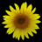 icon Sunflower 1.73