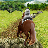 icon Horse Jungle Jump And Run 1.0.02