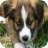 icon DogTrainingGuide 1.0