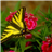 icon Butterfly Jigsaw Puzzle 1.0
