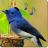 icon Bird Sounds & Ringtones 1.3