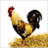 icon ayamjagopuzzle 1.0