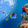 icon Ocean Aquarium 3D Live Wallpaper