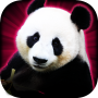 icon Slots Panda Casino