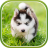 icon Cute Puppies Live Wallpaper 1.0.2