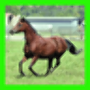 icon Horses Kids Puzzles