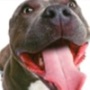icon Audiobook: Dog Training