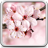 icon Cherry Blossom Live Wallpper 15.0