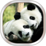 icon Panda Live Wallpaper