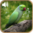 icon BirdSounds 2.5