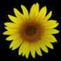 icon Sunflower