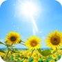 icon Sunflower