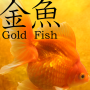 icon Gold Fish 3D.