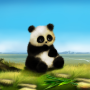 icon Animated Panda Live Wallpaper