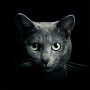 icon Find a cat