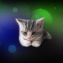 icon Sleepy Kitten Live Wallpaper
