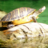 icon Turtle Jigsaw Puzzles 2.12.5