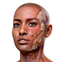 icon Complete Anatomy 2024 for THL T7