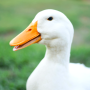 icon Duck Sounds