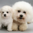 icon Bichon Frise Dogs Jigsaw Puzzles 1.0