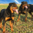 icon Rottweilers Dogs Jigsaw Puzzle 1.0