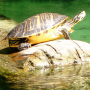 icon Turtle Jigsaw Puzzles