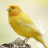 icon Canary Bird Sounds 3.0.1