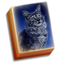 icon Cat Tailz