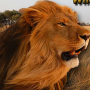 icon Angry Lion Wild Simulator