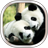 icon Panda Live Wallpaper 15.0